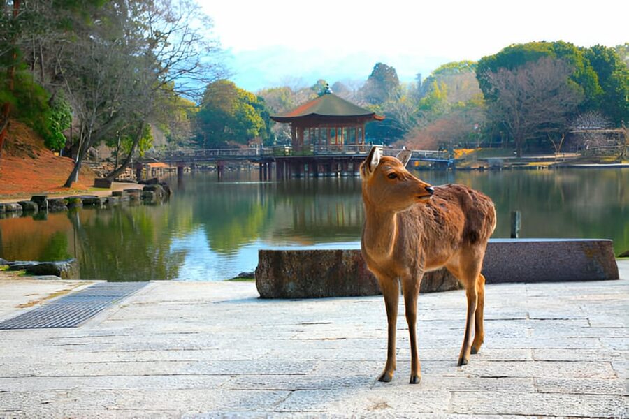Osaka/Kyoto: Private Kyoto and Nara Day Trip - How to choose between Kyoto-only, Nara-only, or both