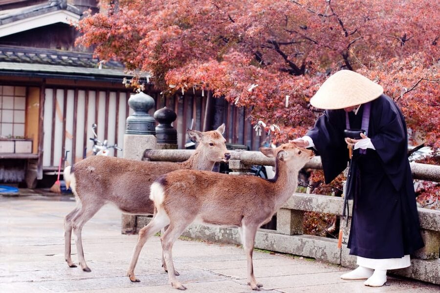 Osaka/Kyoto: Private Kyoto and Nara Day Trip - Price, value, and who this private tour makes most sense for