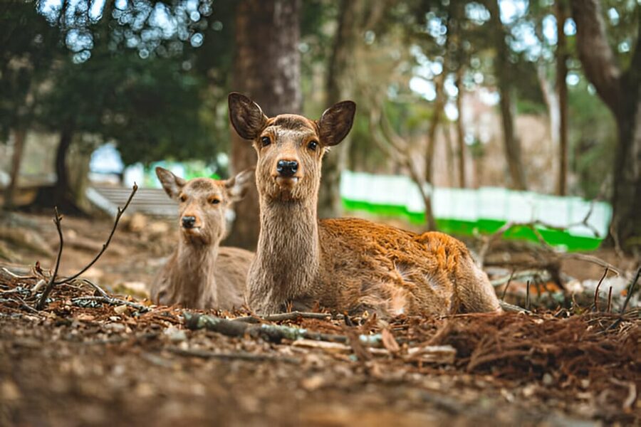 Osaka/Kyoto: Private Kyoto and Nara Day Trip - Comfort and practical planning for a hot, full day
