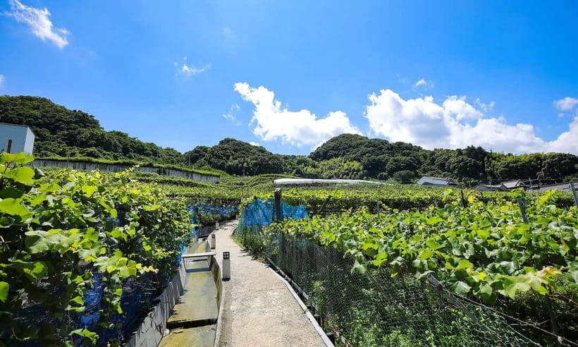 Osaka Winery Tour with Wine Tasting & Vineyard Walk - Tasting three Japanese wines, including G20-selected bottles