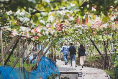Osaka Winery Tour with Wine Tasting & Vineyard Walk