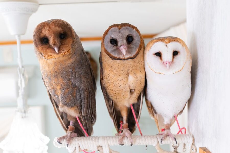 Owl Cafe Tokyo Akiba Fukurou - Akihabara, But Make It Quiet Owl Time