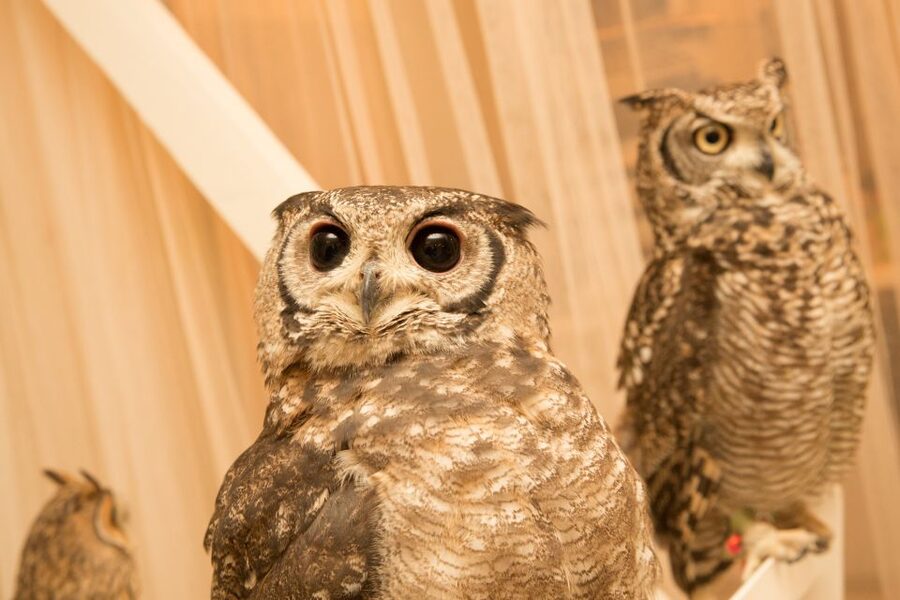 Owl Cafe Tokyo Akiba Fukurou - Before You Go: Small Rules That Matter in the Room