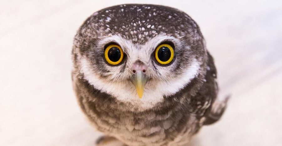 Owl Cafe Tokyo Akiba Fukurou - Reserved Entry That Actually Saves Your Tokyo Minutes