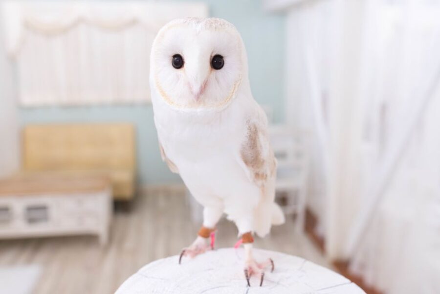 Owl Cafe Tokyo Akiba Fukurou - Meeting the Owls Up Close, From Perched Poses to Holding Moments
