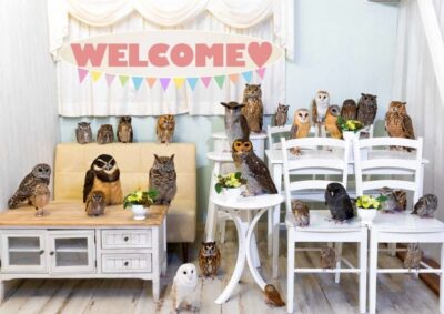Owl Cafe Tokyo Akiba Fukurou