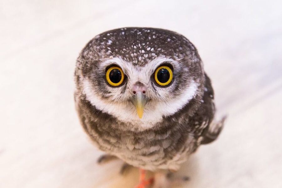 Owl Cafe Tokyo Akiba Fukurou - Touch Rules That Protect the Birds (and Keep You Relaxed)