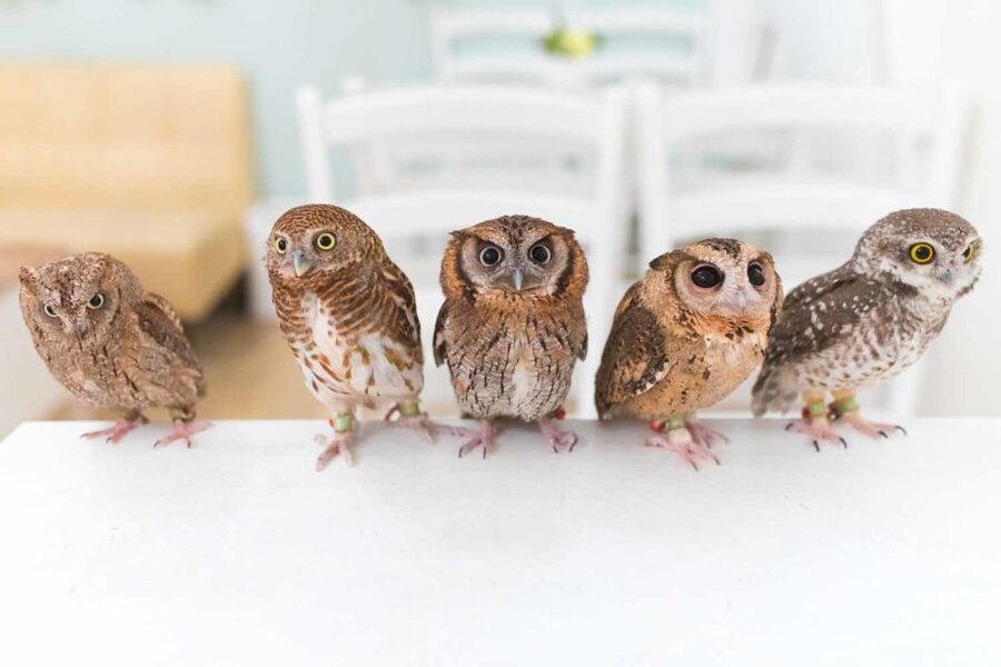 Owl Cafe Tokyo Akiba Fukurou - Photo Time, No Flash, and the Included Souvenir Fee