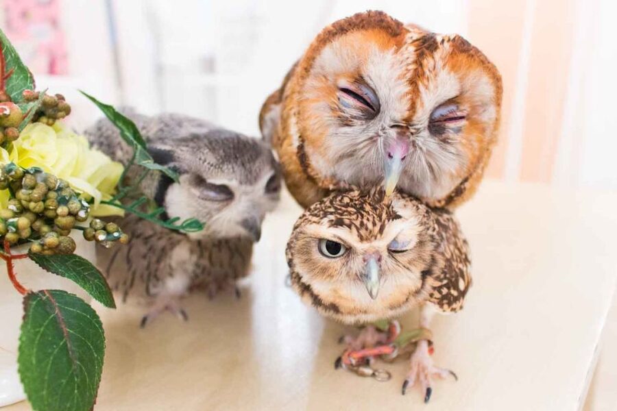 Owl Cafe Tokyo Akiba Fukurou - Is This Worth $35? Value vs. a Typical Animal Cafe