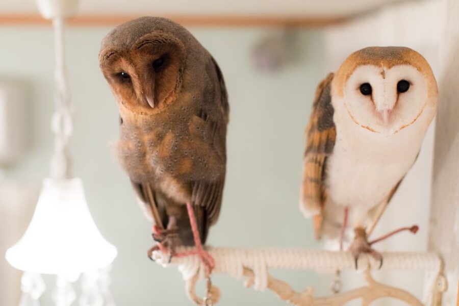 Owl Cafe Tokyo Akiba Fukurou - Where the Session Really Feels Special