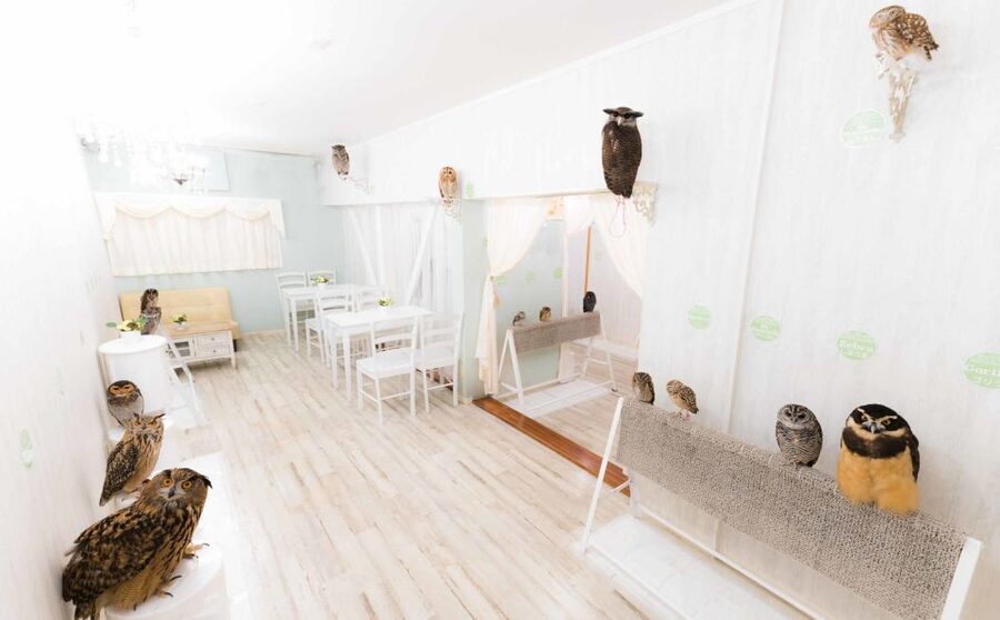 Owl Cafe Tokyo Akiba Fukurou - Who Should Book Owl Cafe Tokyo Akiba Fukurou