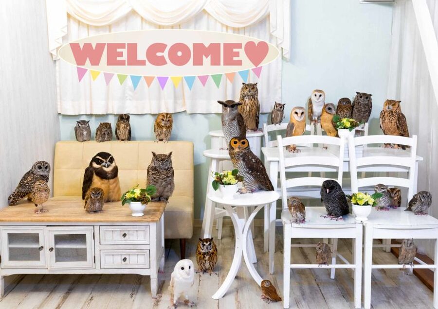 Owl Cafe Tokyo Akiba Fukurou - Your 50 Minute Session: Seating, Rules, and Hand Disinfection