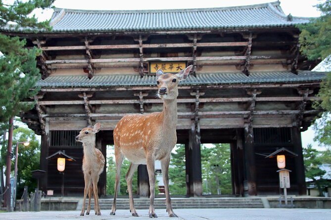 Perfect Nara Park Half-Day Bus Tour with English Speaking Guide - Key Highlights Worth Knowing Before You Go