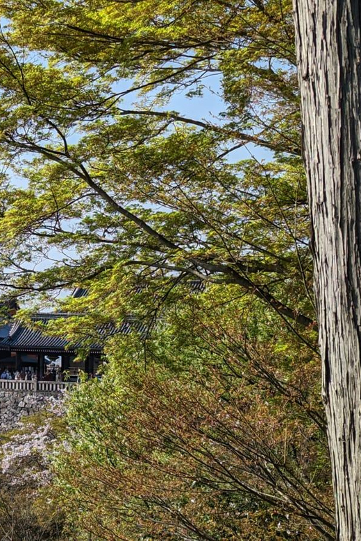 Private 8 hour Tour around Kyoto with Spanish guide - Higashiyama Walk and Gion: Finishing in Kyoto’s Classic Neighborhoods