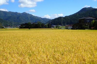 Private Afternoon Cycling Tour in Hida-Furukawa