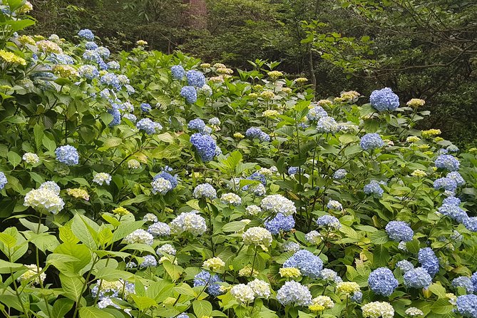 Private Car Day Trip to the Kobe Mountains, Gardens and Hot Springs from Osaka - Private Vehicle Value: When 6 People Makes It Worth It