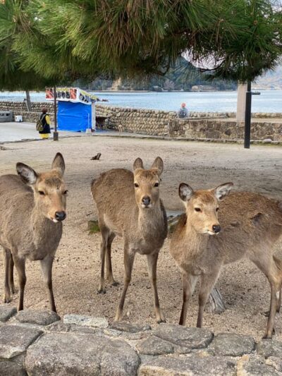 Private Hiroshima and Miyajima Tour with Licensed Guide