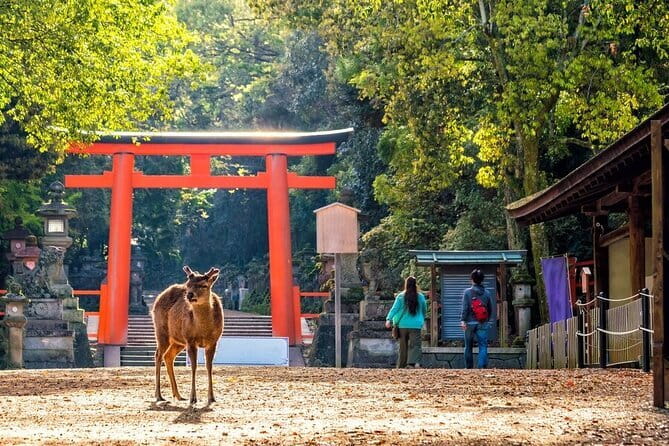 Private Kyoto Customizable Day Tour with English Speaking Driver - Kiyomizu-dera Pure Water Temple: 1 hour among stairs and views