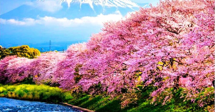 Private Mount Fuji sightseeing Day trip with English Guide - Oshino Hakkai: The Small Village Stop That Breaks Up the Drive