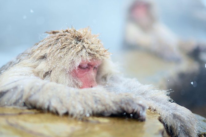 Private Nagano 1-Day Tour:Snow Monkeys,Zenko-ji,Obuse,Sake,Onsen - Obuse: historic streets, sake options, and an easy lunch window