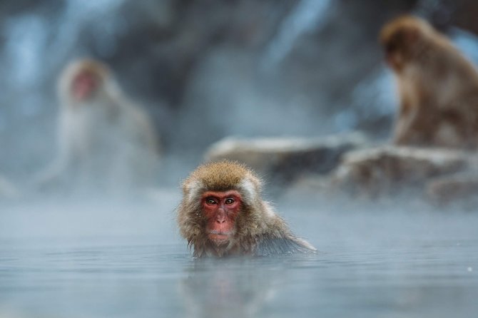 Private Nagano 1-Day Tour:Snow Monkeys,Zenko-ji,Obuse,Sake,Onsen - Hokusai Museum: art time that fits the day