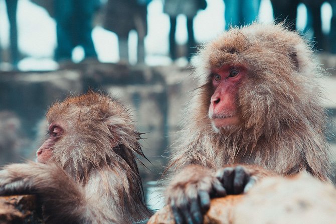 Private Nagano 1-Day Tour:Snow Monkeys,Zenko-ji,Obuse,Sake,Onsen - Starting at Nagano Station, plus pickup options that save time