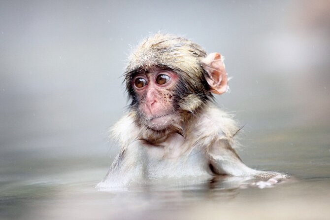 Private roundtrip transport: to/from Snow Monkey Park - Key Details at a Glance