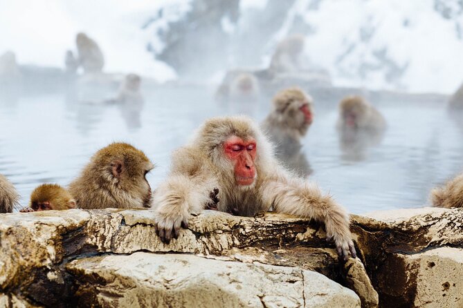 Private roundtrip transport: to/from Snow Monkey Park - Private Transport From Nagano to Snow Monkey Park: What You Really Gain