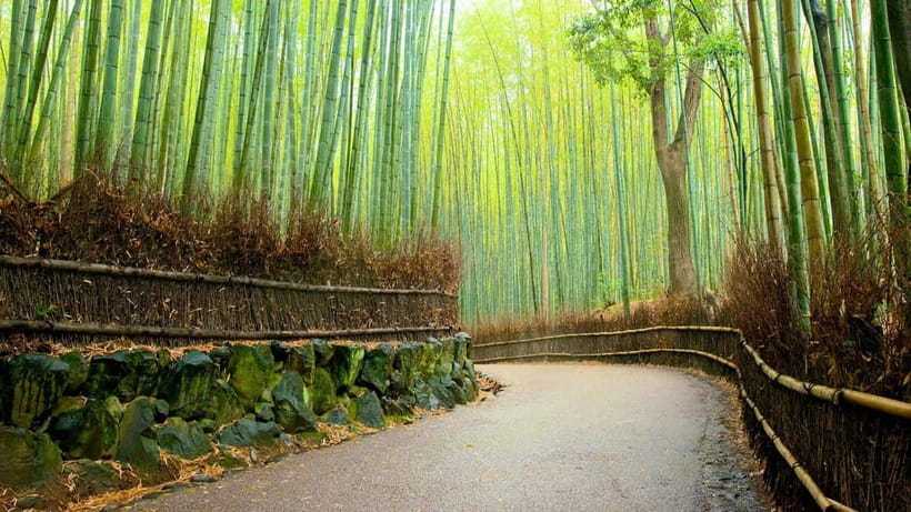 Private Tour to Monkey Park and Arashiyama Highlights - Key takeaways before you go