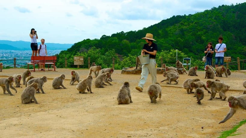 Private Tour to Monkey Park and Arashiyama Highlights - Why this Arashiyama combo feels smarter than doing it solo
