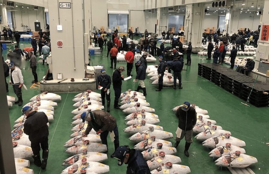 Private Toyosu & Tsukiji Market Adventure with Tuna Auction - Toyosu tuna auction viewing, why the 5am start is worth it