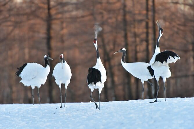Red Crowned Crane and Wildlife Watching - Key highlights you will care about