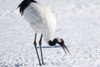 Red Crowned Crane and Wildlife Watching