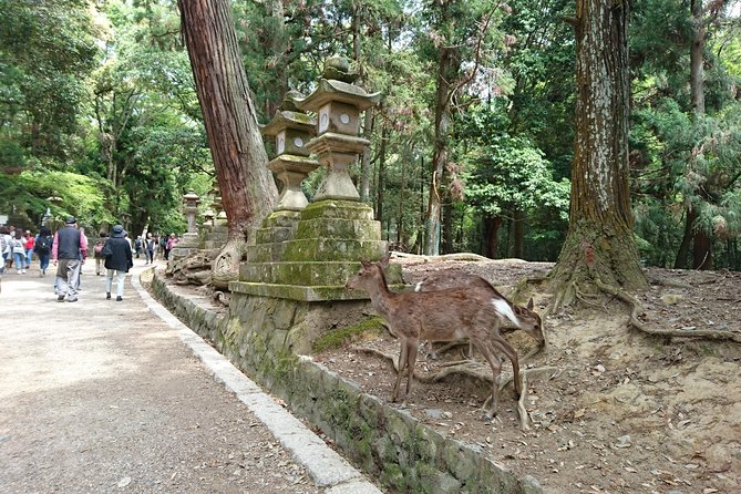 Relax in Nara: Deer Park, Todai-ji Temple and Merchants' Town - Kasuga Grand Shrine: Lanterns, Vermillion, and Deer in the Forest