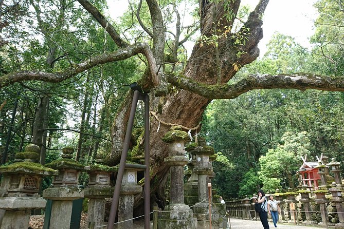 Relax in Nara: Deer Park, Todai-ji Temple and Merchants' Town - Naramachi: Shaved Ice, Ice Deity Lore, and Old Merchant Streets