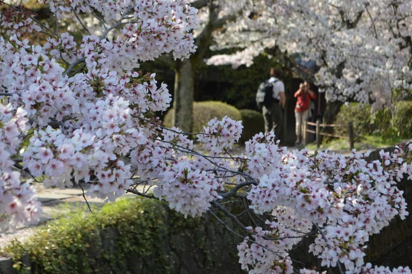 Sacred Pathways: Discover the Philosopher's Path of Kyoto - The Calm, Small-Group Format That Keeps Your Day Stress-Free