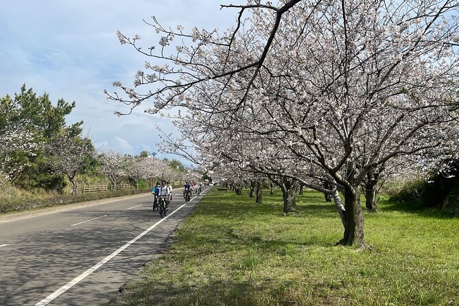 Sakurajima One Day Round Journey with E-bike - Stop 3, Arimura Lava Lookout: where you can see both lava and survival