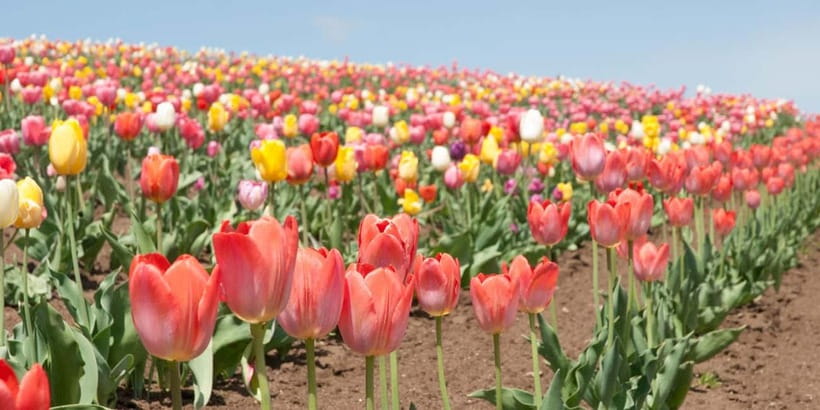Sapporo: Furano Flower Sea & Biei Blue Pond Tour w/ Pickup - Shirahige Waterfall, Then Roller Coaster Road Views From Your Window