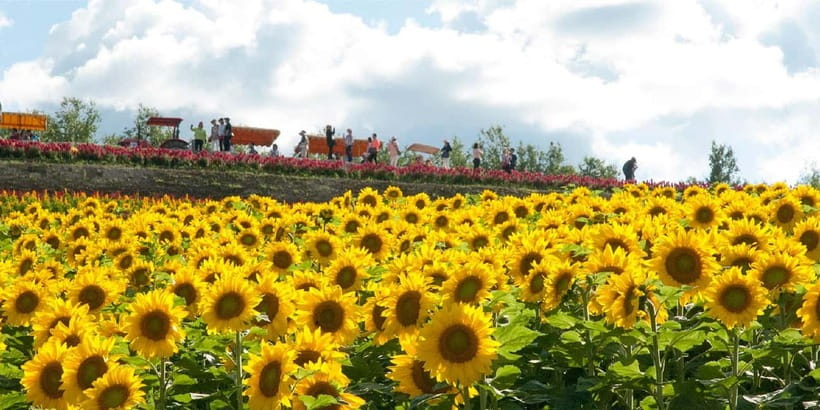 Sapporo: Furano Flower Sea & Biei Blue Pond Tour w/ Pickup - Lunch With Hokkaido Comfort Food and the Yubari Melon Upgrade