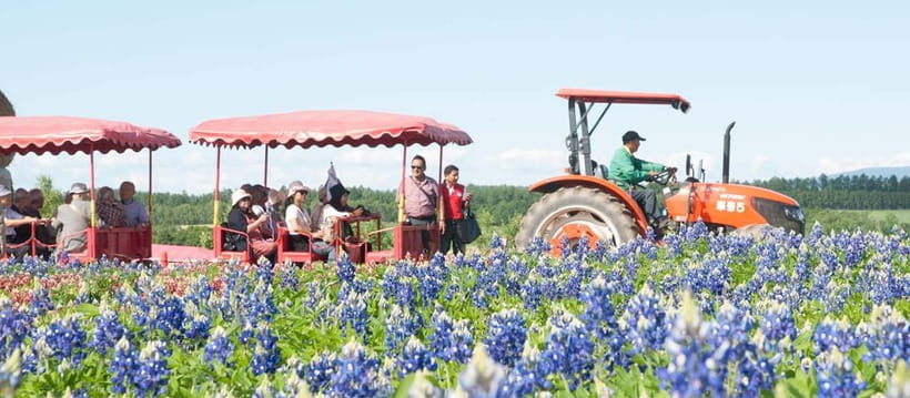 Sapporo: Furano Flower Sea & Biei Blue Pond Tour w/ Pickup - Four Seasons Color Hill in Furano, 15 Hectares of Seasonal Color