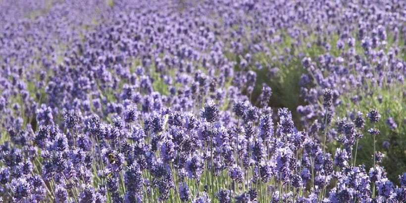 Sapporo: Furano Flower Sea & Biei Blue Pond Tour w/ Pickup - Tomita Farm in Furano, The Lavender Brand Name Stop