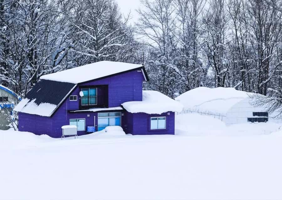 Sapporo: Furano Lavender & Biei Blue Pond Tour with Lunch - Shikisai-no-Oka flower fields: 15 hectares and an alpaca bucket