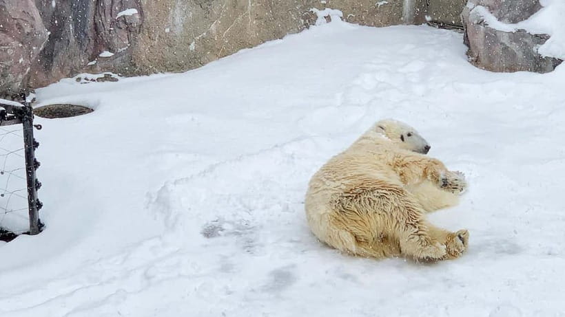 Sapporo Winter : Asahiyama Zoo (Penguin Fun & Snowmobile) - A full winter day in Hokkaido, built for the snow season