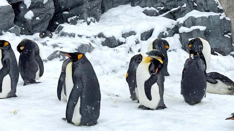 Sapporo Winter : Asahiyama Zoo (Penguin Fun & Snowmobile) - Ningle Terrace: craft huts, fairy-forest vibes, and a smart backup plan