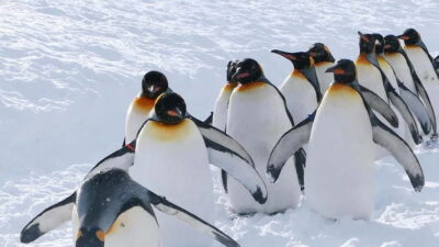 Sapporo Winter : Asahiyama Zoo (Penguin Fun & Snowmobile)