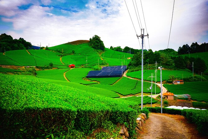 Scenic Green Tea Fields of Hidden Kyoto & Local Tea Exp (Private) - Key highlights to look for