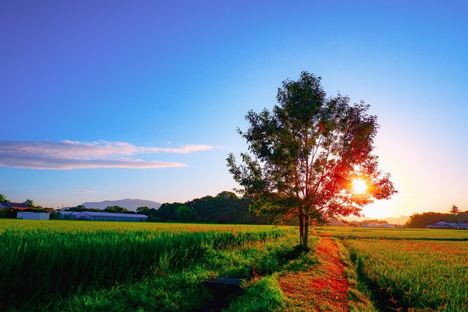 Scenic Green Tea Fields of Hidden Kyoto & Local Tea Exp (Private) - Ujitawara-cho: the tea production heartland and a practical photo walk