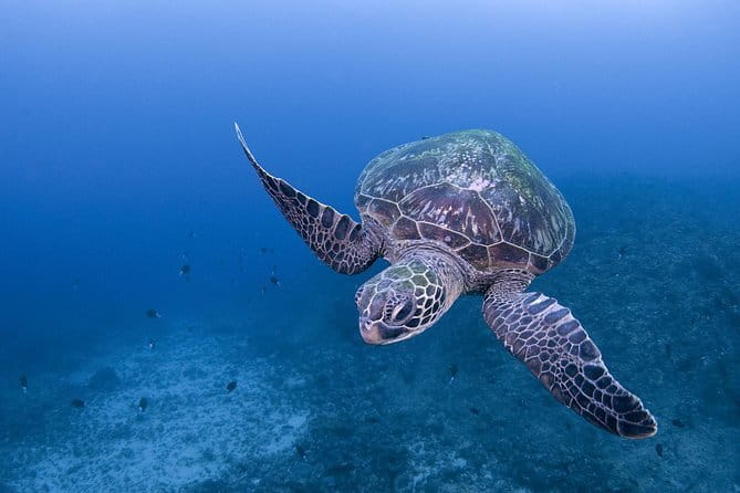 Scuba diving in Yakushima! (Guided Fun Diving for Licensed Guests) - Key Highlights Worth Knowing Before You Go