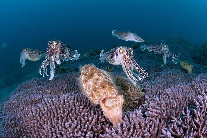 Scuba diving in Yakushima! (Guided Fun Diving for Licensed Guests) - Yakushima Underwater Sessions, Done From Isso (Not the Middle of Nowhere)