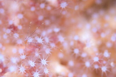 Scuba diving in Yakushima! (Guided Fun Diving for Licensed Guests)